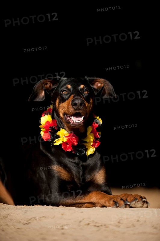 Doberman mixed breed dog wearing a garland around its neck in German colours