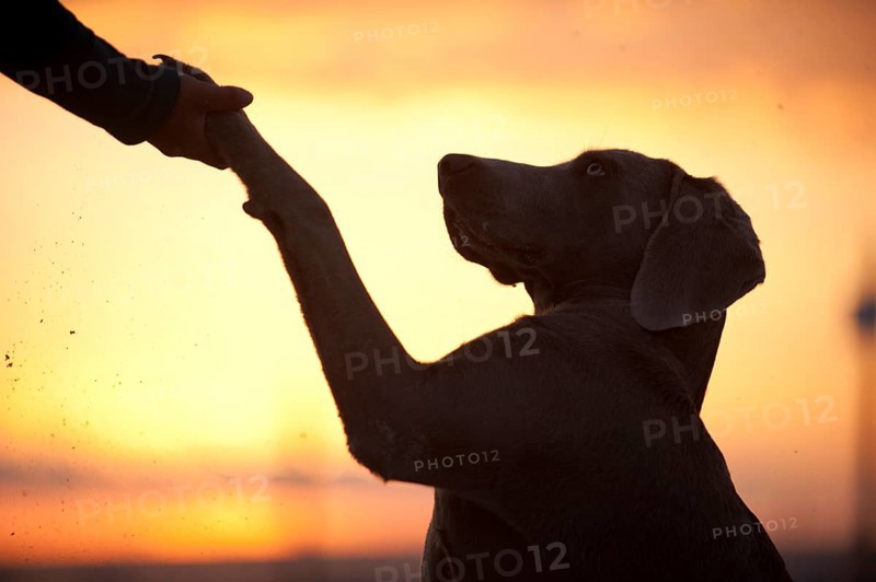 Weimaraner offering its paw