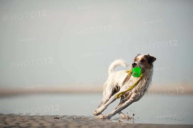 Parson Russel Terrier fetching a toy