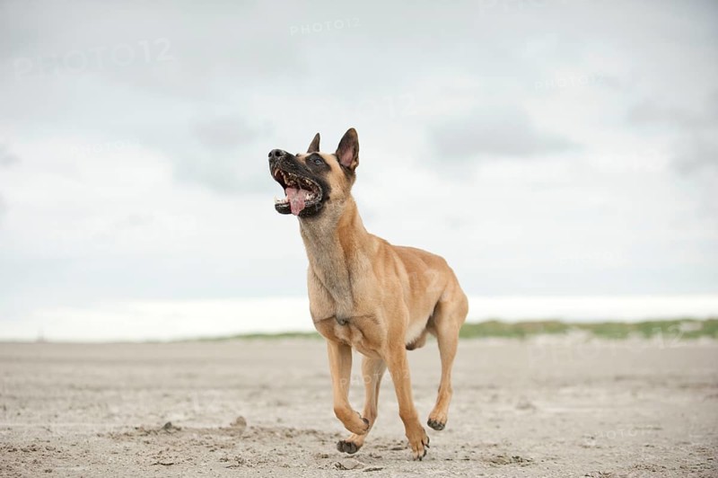 Hollandse Herdershond