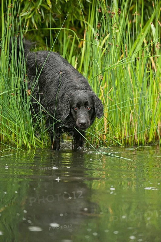 Black Hovawart standing in a pond
