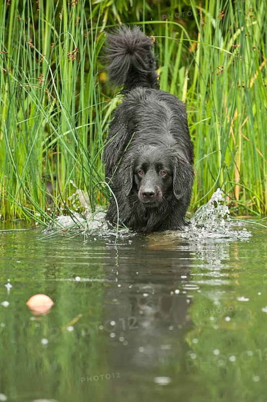 Black Hovawart standing in a pond