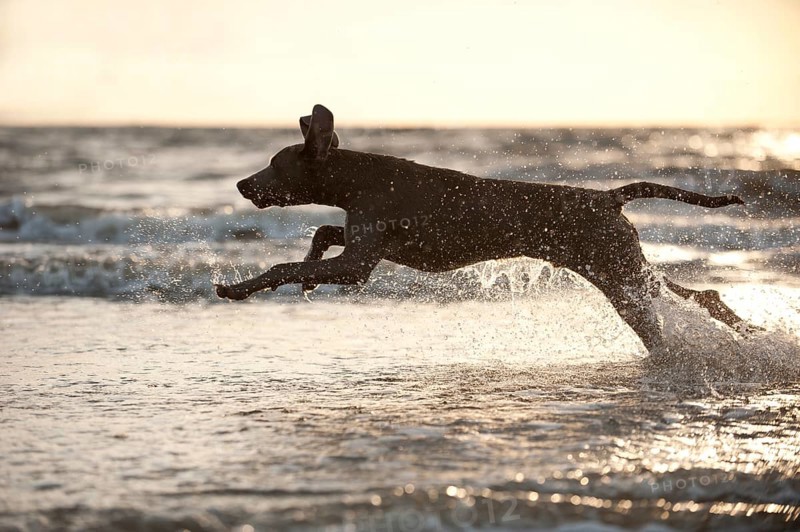 Weimaraner running in the water