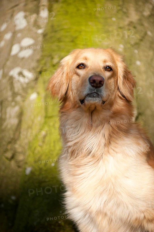 Blond Hovawart