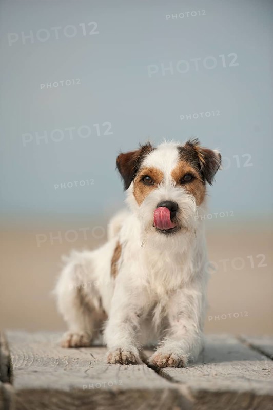 Lying Parson Russell Terrier
