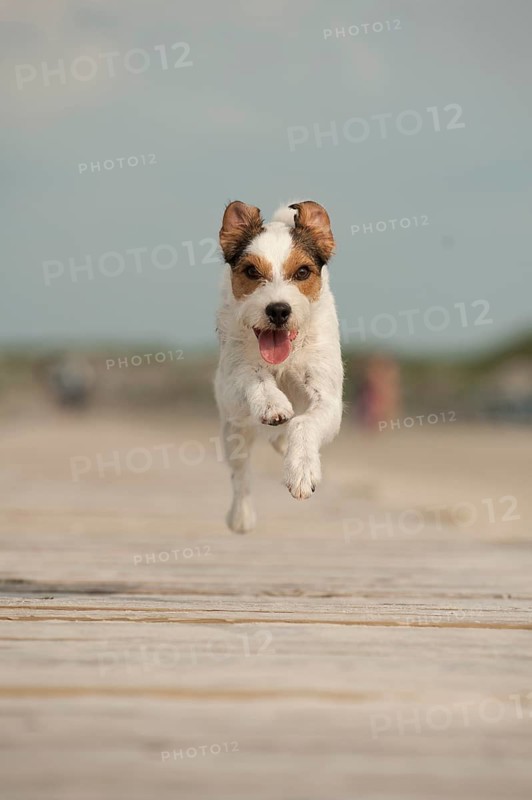 Parson Russell Terrier running along a pier