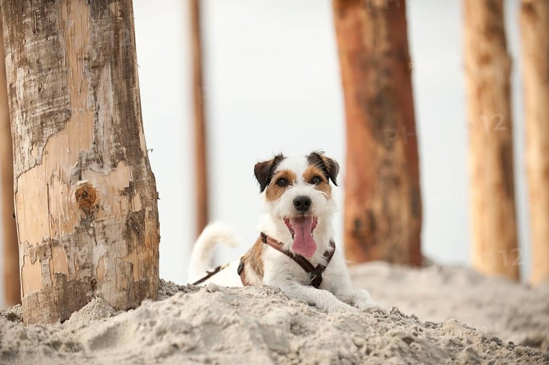 Parson Russell Terrier lying on the beach while tied to a pole