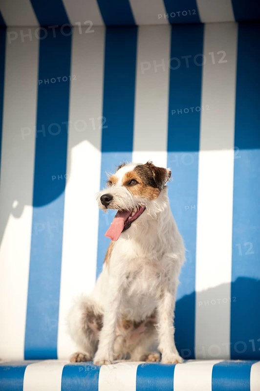 Parson Russell Terrier sitting in a beach chair