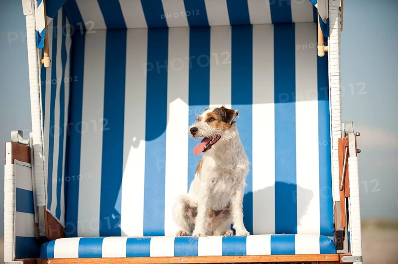 Parson Russell Terrier sitting in a beach chair