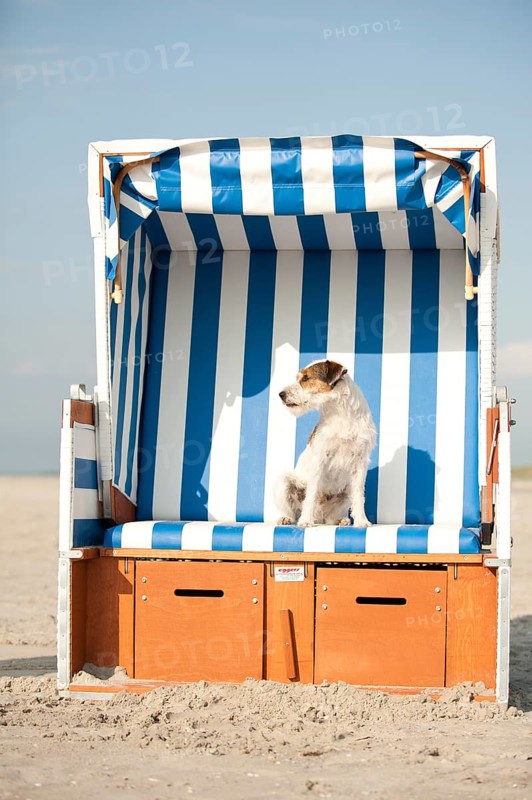 Parson Russell Terrier sitting in a beach chair