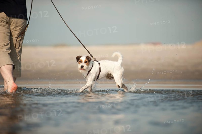 Parson Russell Terrier walking on a leash through the water