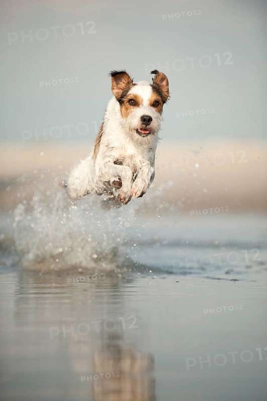 Parson Russell Terrier running through the water