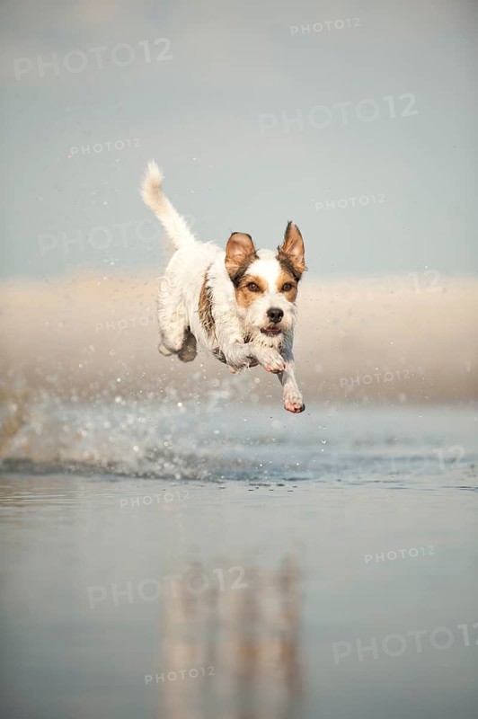 Parson Russell Terrier running through the water