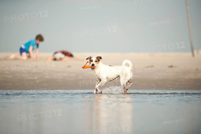 Parson Russell Terrier playing at the beach