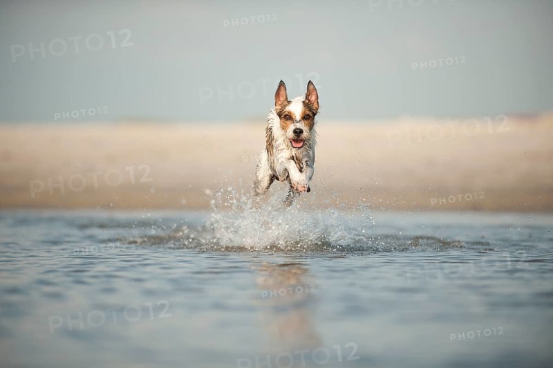 Parson Russell Terrier running through the water