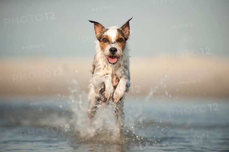 Parson Russell Terrier running through the water