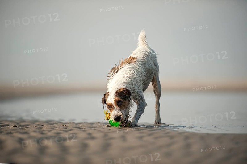 Parson Russell Terrier playing at the beach