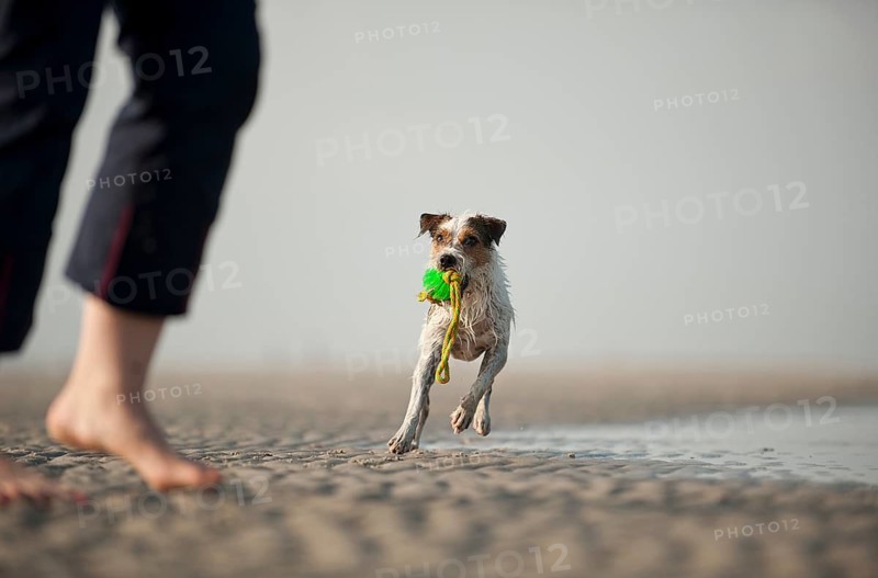 Parson Russell Terrier playing with the dog owner on the beach
