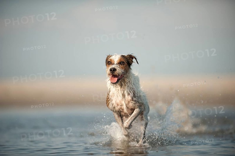 Parson Russell Terrier running through water