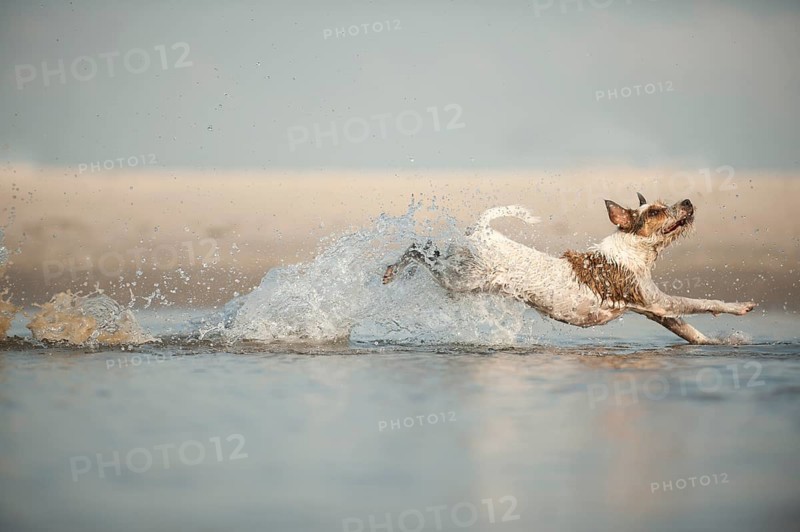Parson Russell Terrier running through water