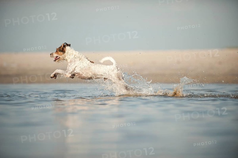 Parson Russell Terrier running through water