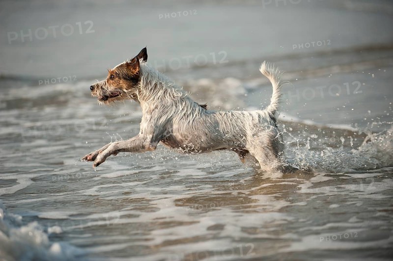 Parson Russell Terrier playing in the water