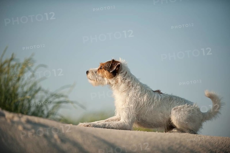 Parson Russell Terrier lying on a sand dune