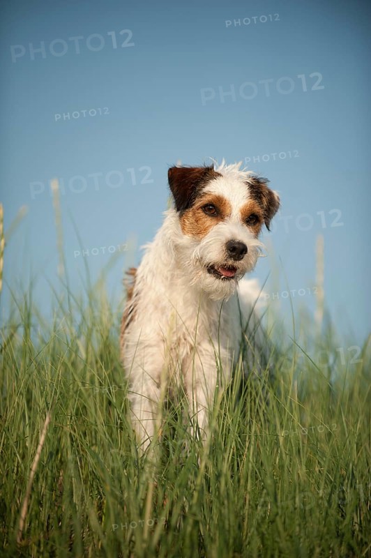 Parson Russell Terrier standing in grass
