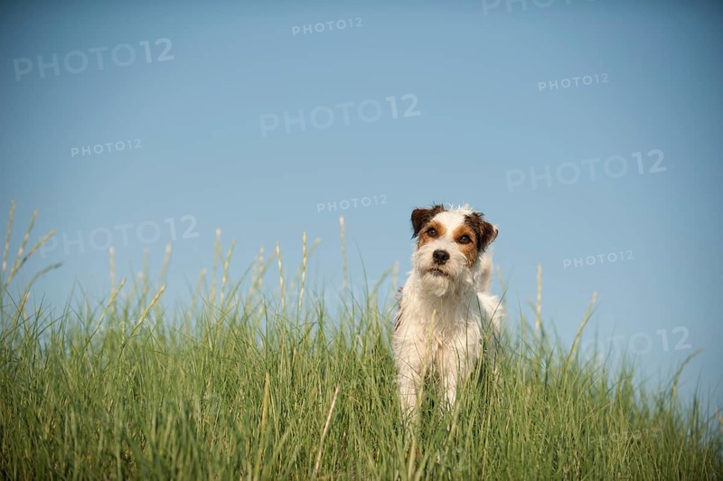Parson Russell Terrier standing in the grass