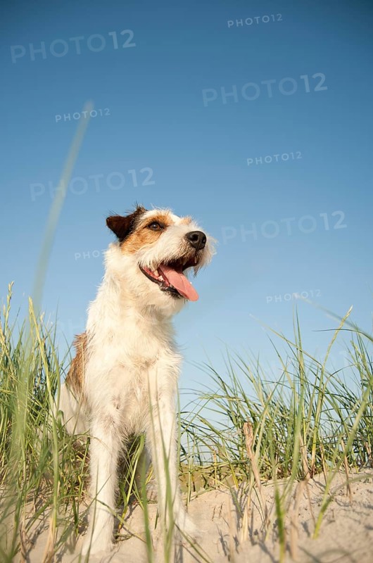 Parson Russell Terrier sitting in the grass