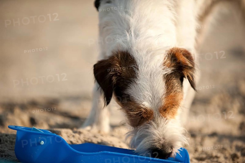 Parson Russell Terrier drinking from a water bowl