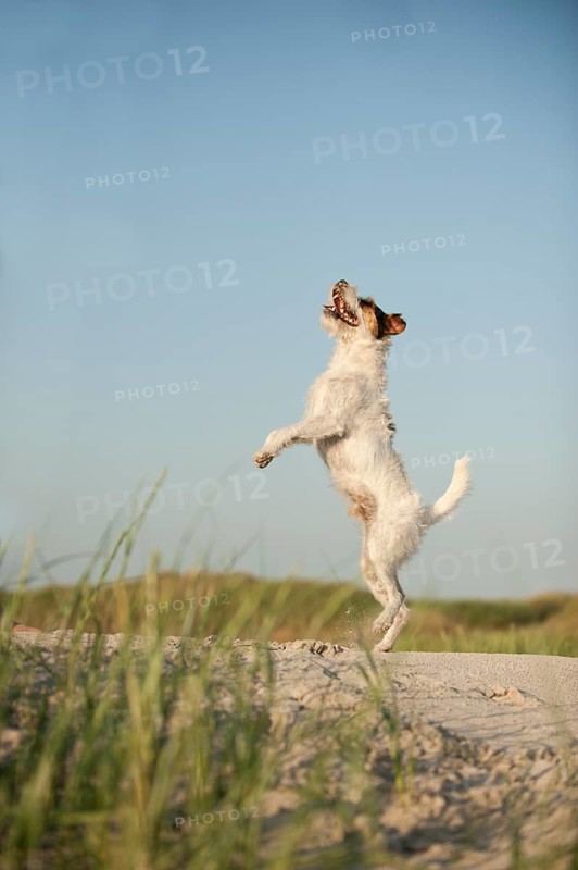 Jumping Jack Russell Terrier