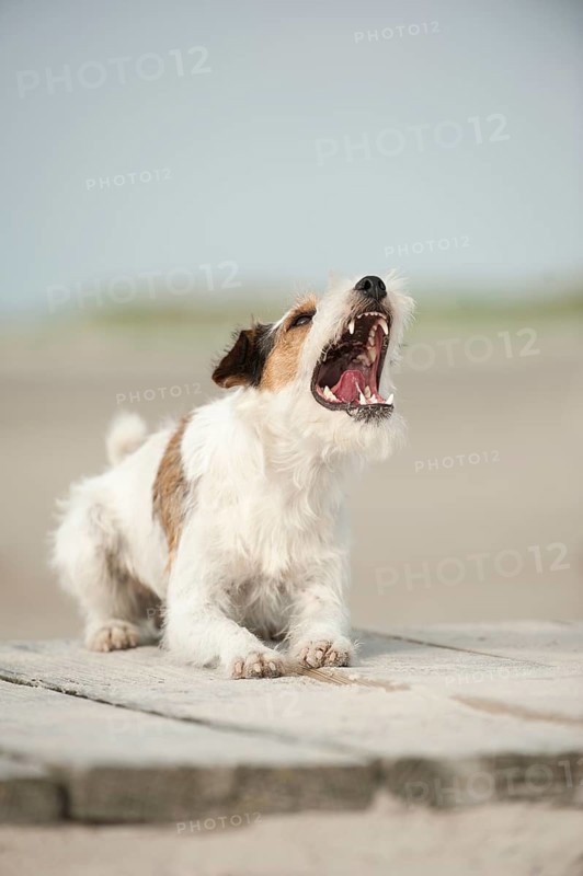 Lying Parson Russell Terrier