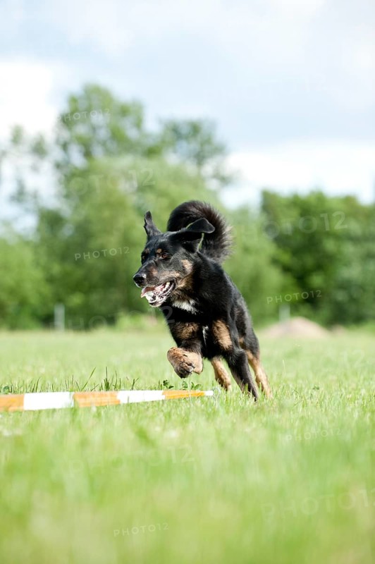 Mixed-breed dog during longeing training