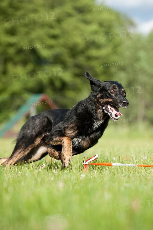 Mixed-breed dog during longeing training