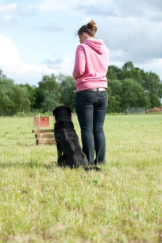 Woman playing flyball with a mixed-breed dog
