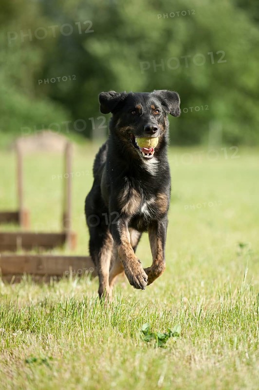 Mixed-breed dog jumping over a hurdle