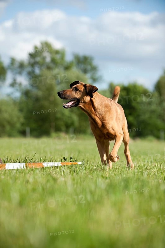 Mixed-breed dog during longeing training