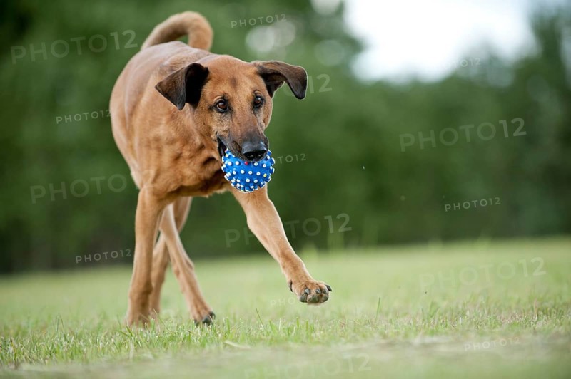 Mixed-breed dog retrieving a ball