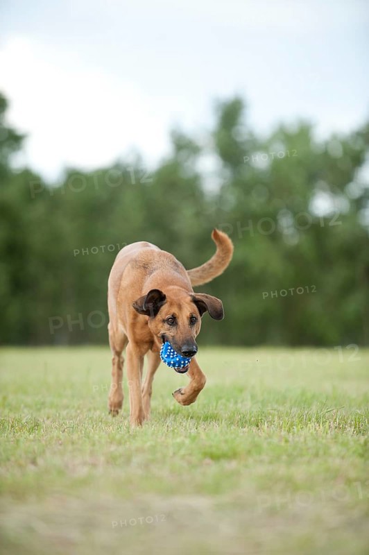 Mixed-breed dog retrieving a ball