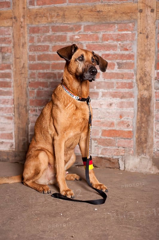 Mixed-breed dog