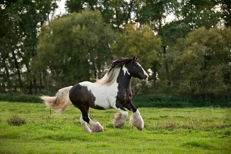 Irish Tinker galloping across a meadow