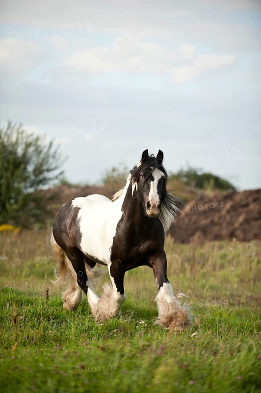Irish Tinker trotting across a meadow