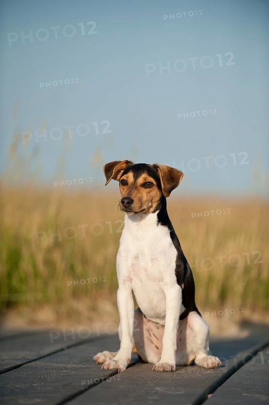 Sitting Dansk-Svensk Gardshund or Danish-Swedish Farmdog