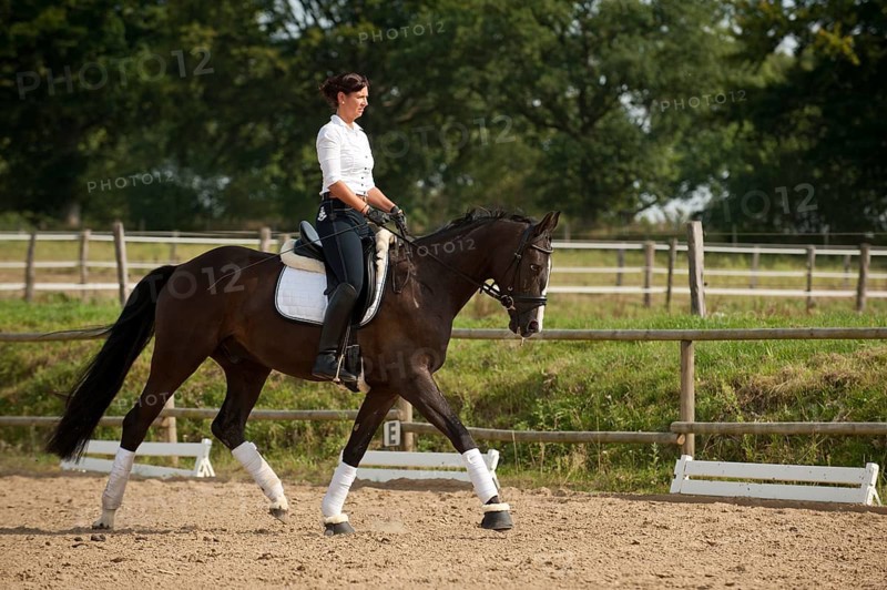 Woman trotting on a Hanoverian horse
