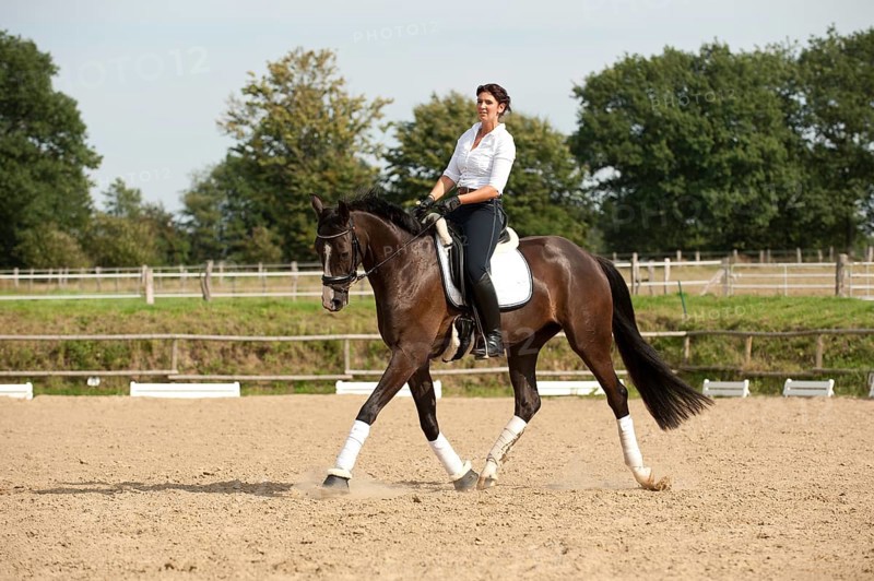 Woman trotting on a Hanoverian horse