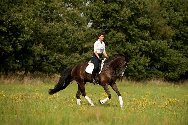 Woman riding a Hanoverian horse across a meadow
