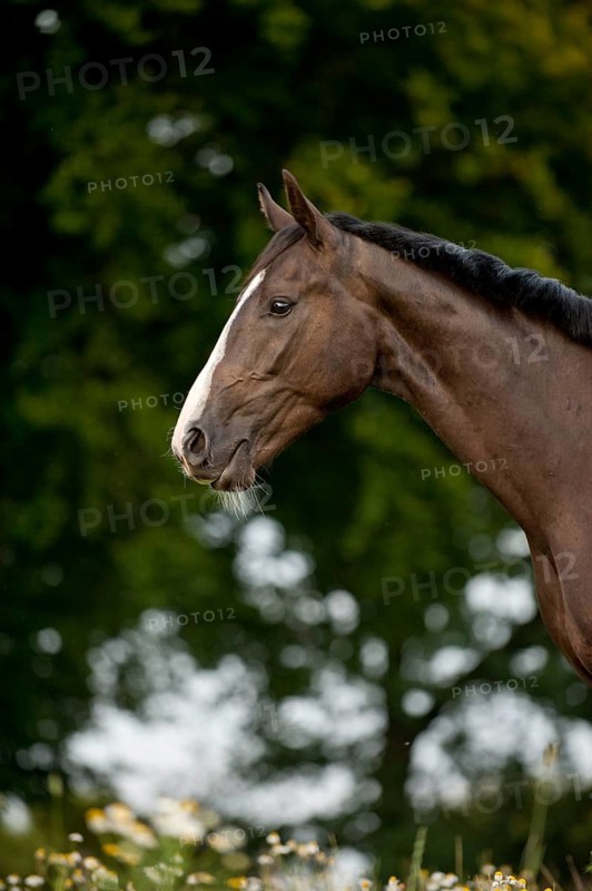 Hanoverian horse