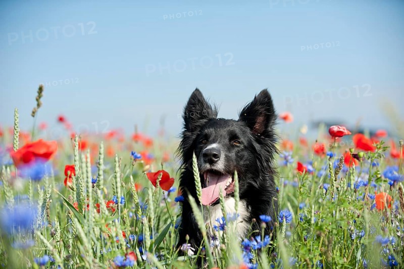 Border Collie in a poppy field
