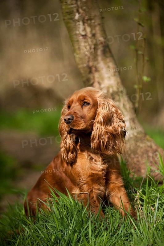 Cocker Spaniel